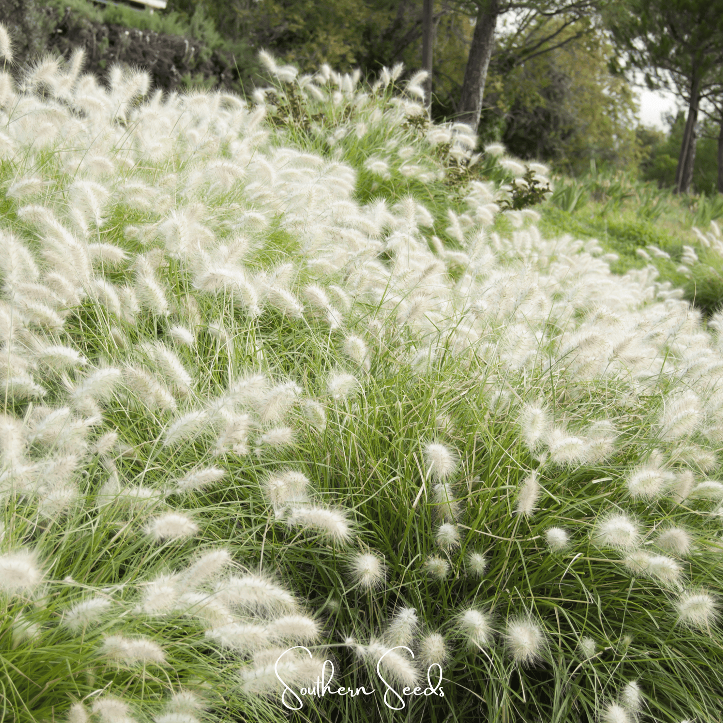 Feathertop Ornamental Grass Seeds – Pennisetum villosum, Silvery White Plumes, Annual Garden Grass, 25 Seeds