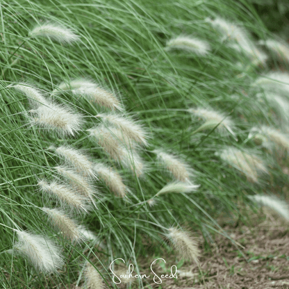 Feathertop – 25 Seeds