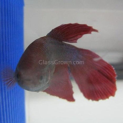 Female Betta Sorority 3 Pack