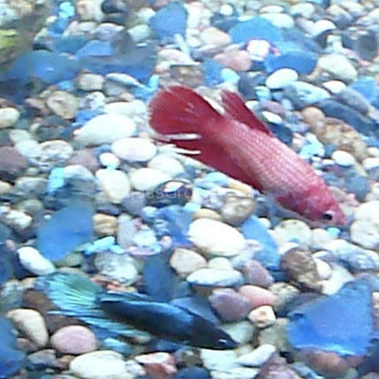Female Betta Sorority 3 Pack