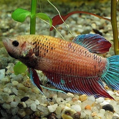 Female Betta Sorority 3 Pack
