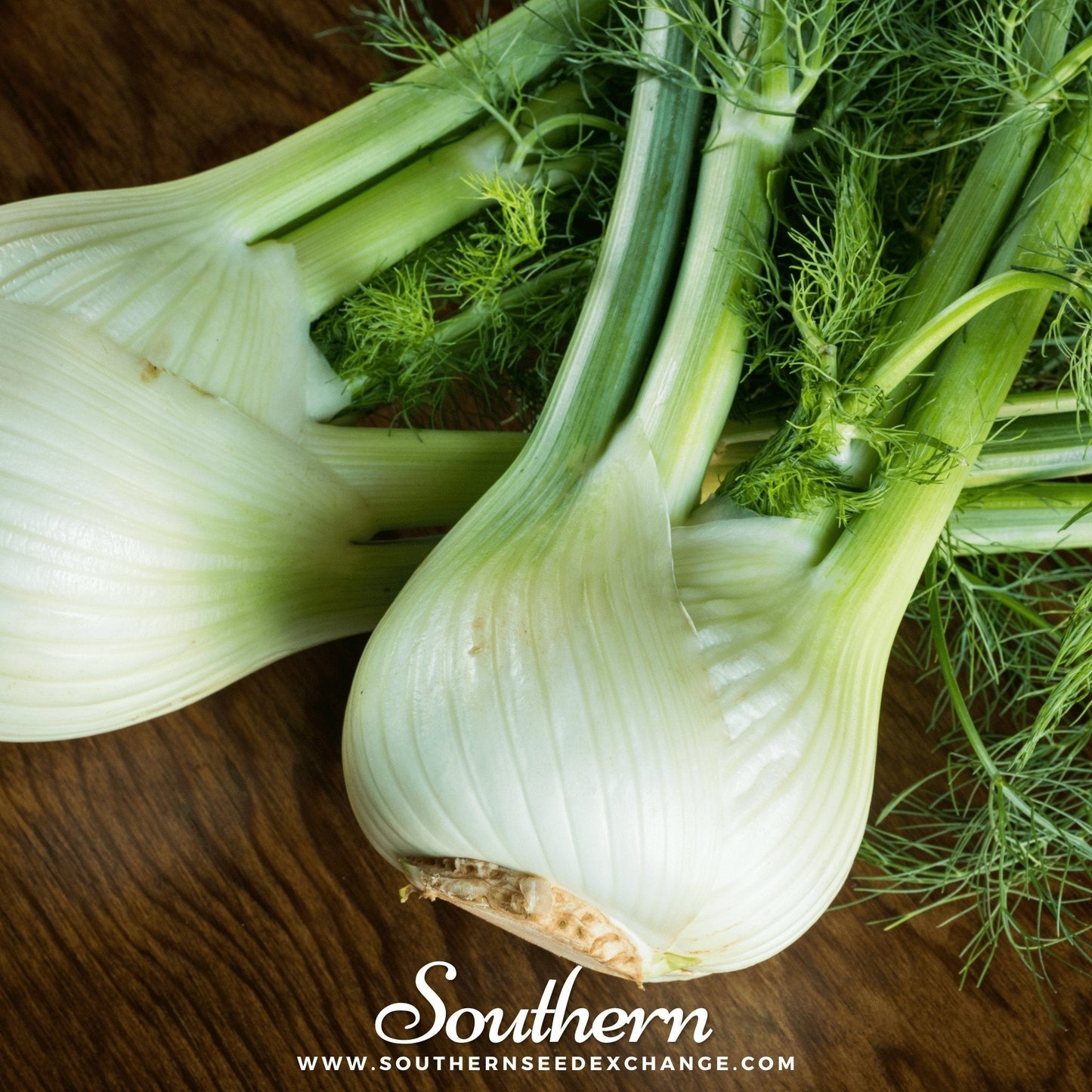 Florence Fennel Seeds – Heirloom Non-GMO, 200 Premium Seeds for Growing Crisp Bulb, Aromatic Fronds & Spices, Foeniculum vulgare