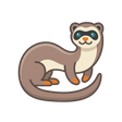 Ferret