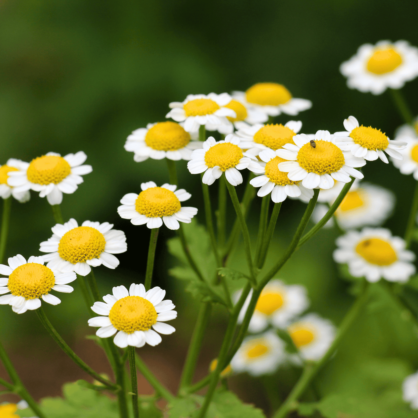 Feverfew Seeds – 100 Non-GMO Heirloom Perennial for Cottage Garden, Herbal, Daisy-Like White Flowers, Tanacetum parthenium