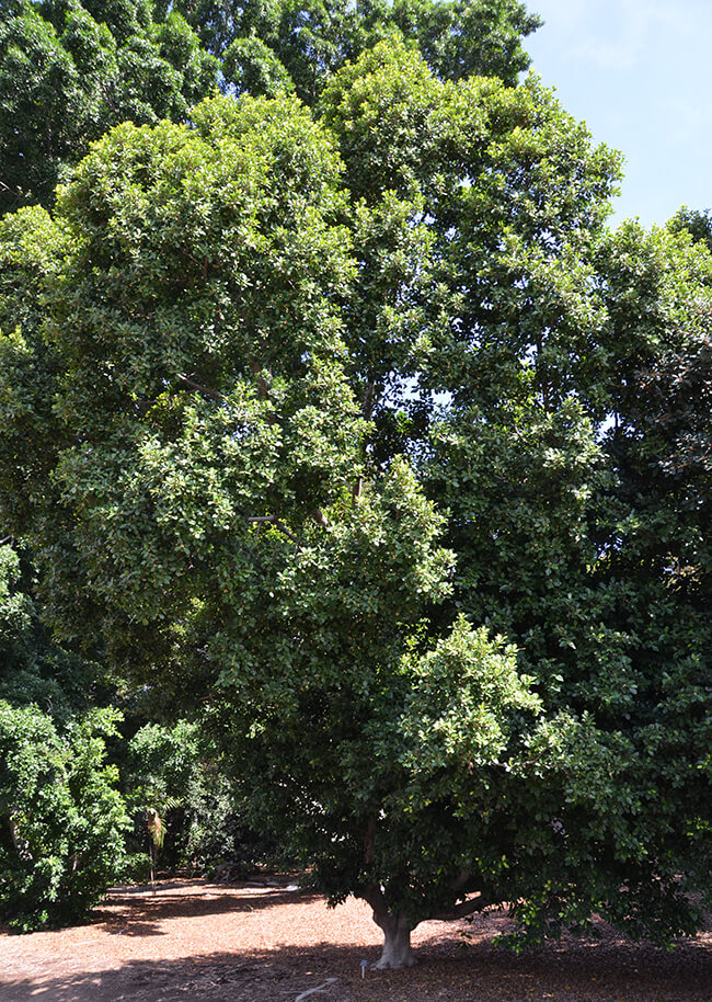 Green Gem Ficus Tree | Compact Indoor Live Plant | Ficus microcarpa ‘Green Gem’ | Bonsai & Ornamental