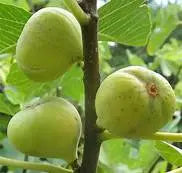 Brooklyn White Fig Cuttings – Organic Unrooted 6-8" Heirloom Variety for Propagation, Fruiting Tree, Edible Garden