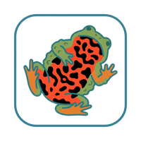 Fire-Bellied Toad