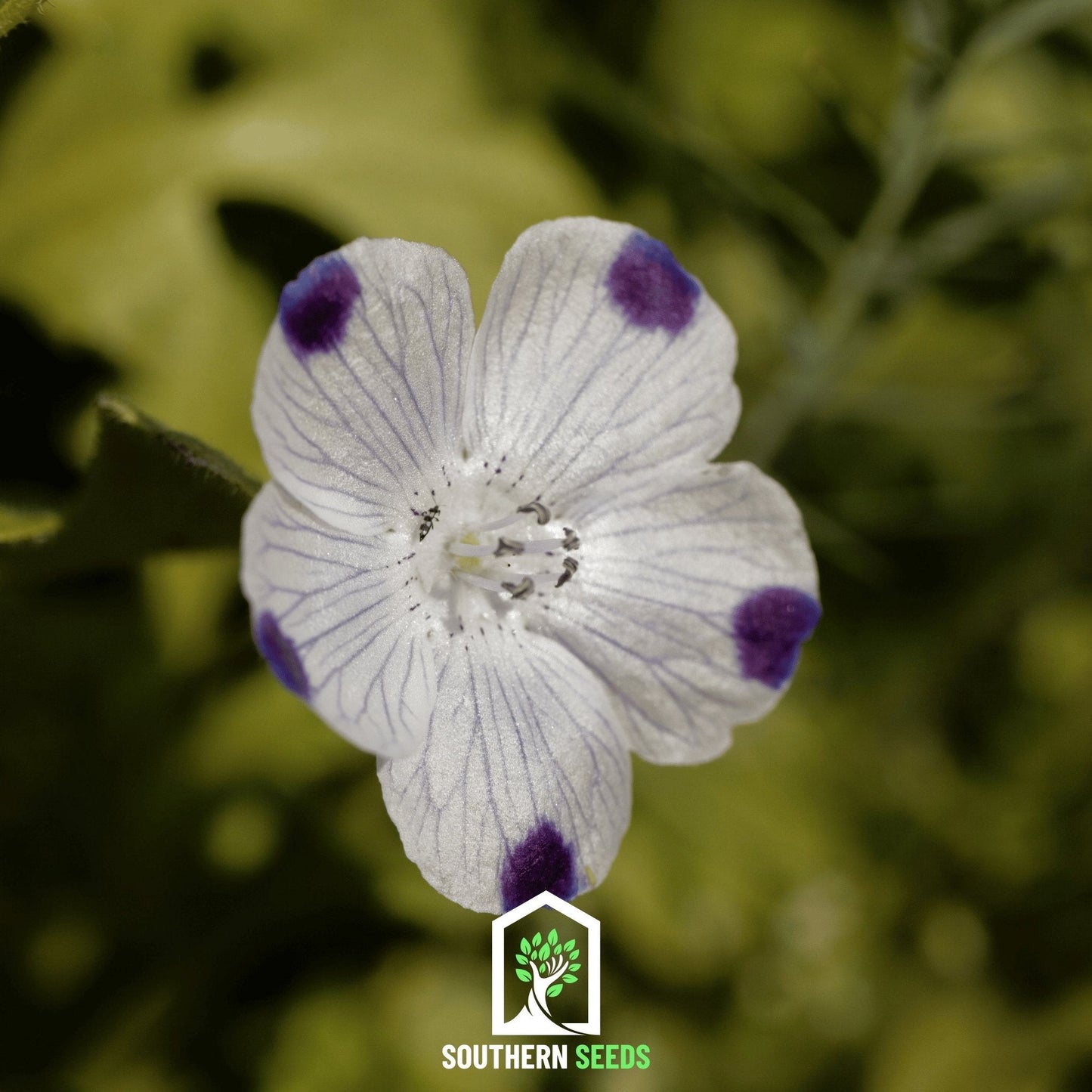 Five Spot – 50 Seeds