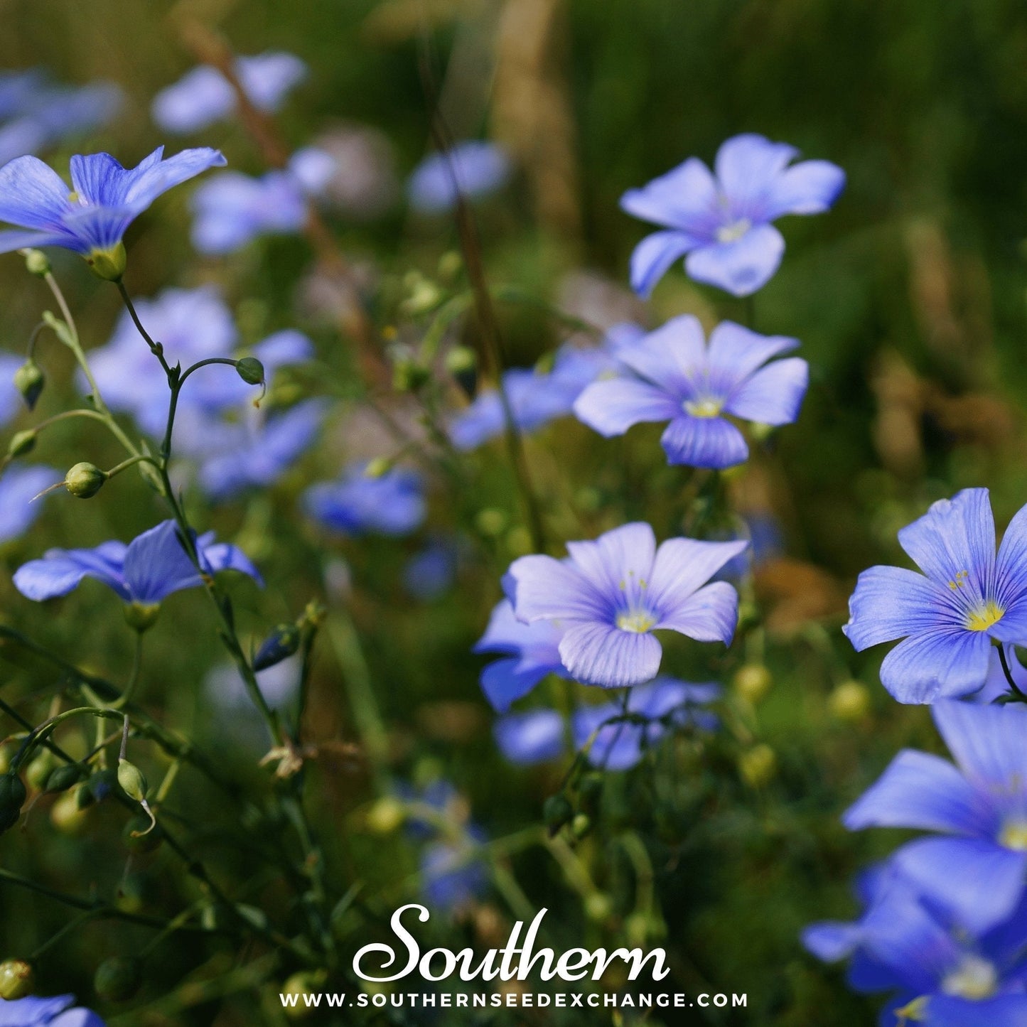 Blue Flax Seeds - 100 Heirloom Non-GMO Perennial Wildflower for Meadow & Garden - Linum perenne