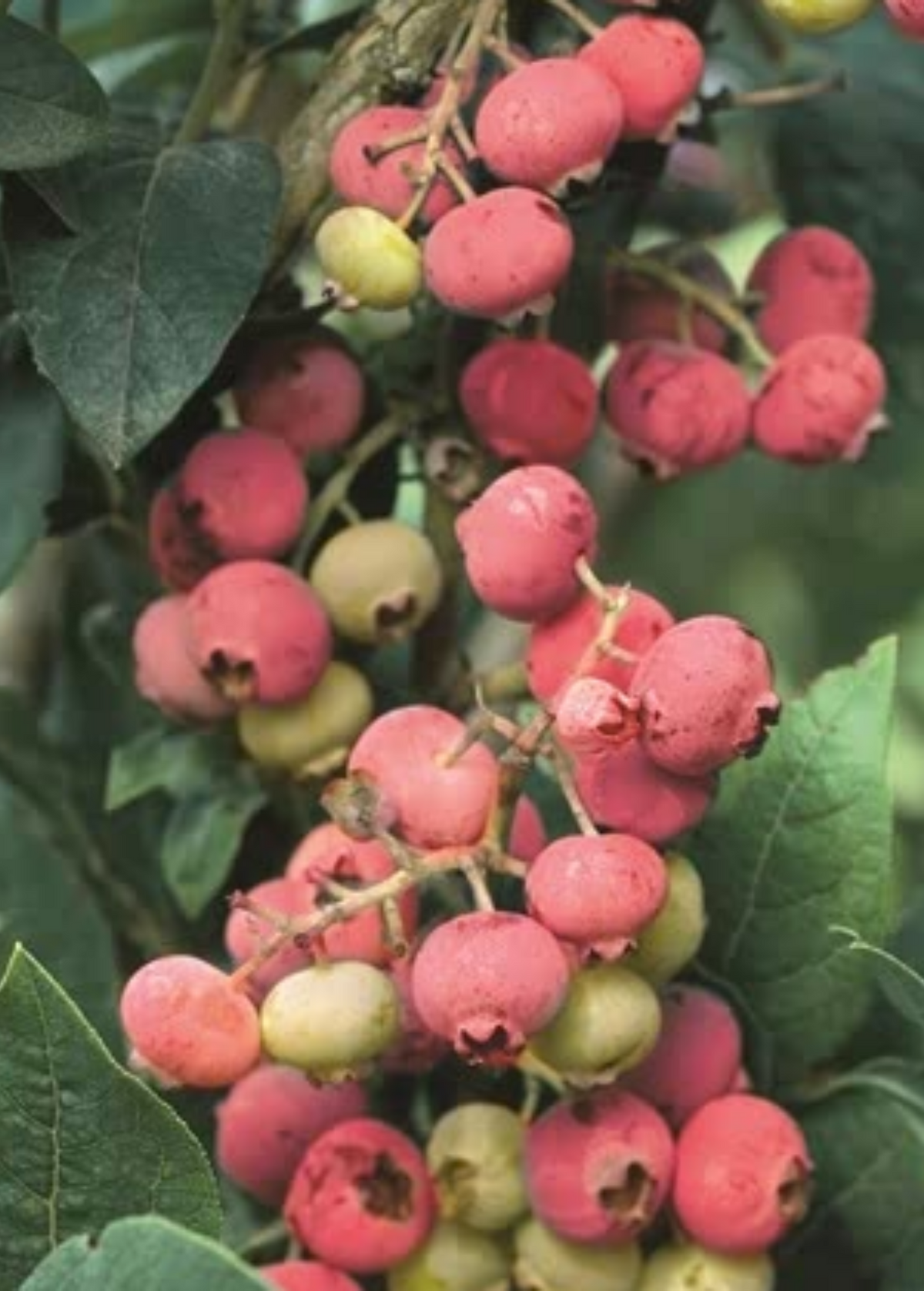 Blueberry Plant Florida Rose Vaccinium ashei Pink-Fruited Low-Chill Blueberry Shrub