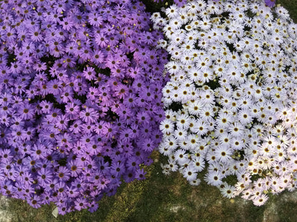 200 Mixed Colors SWAN RIVER DAISY Brachyscome Iberidifolia Flower Seeds