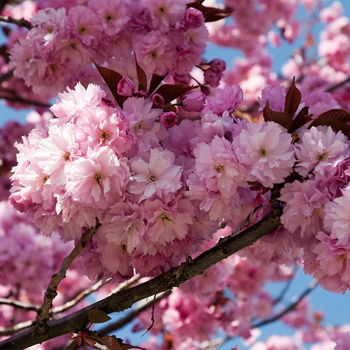Kwanzan Cherry Blossom Tree Cuttings | Unrooted Hardwood | Pink Double Flowers | Prunus serrulata | Garden Propagation