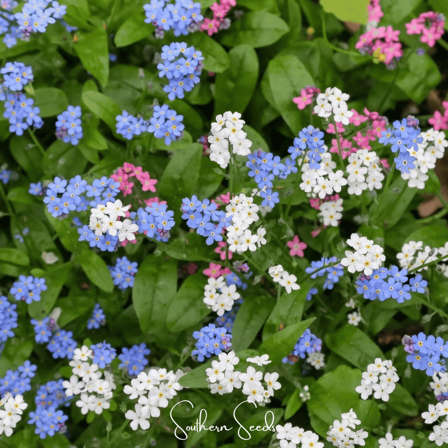 Forget Me Not Mix Seeds – 100 Heirloom, Non-GMO, Myosotis sylvatica, Pastel Blue, Pink & White Flowers for Shade Gardens