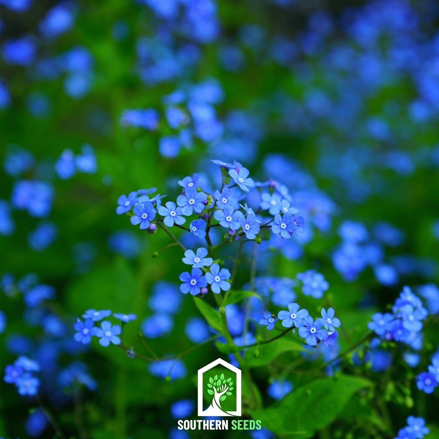 Forget-Me-Not Seeds, Myosotis sylvatica, 100 Heirloom Blue Flowers for Shady Gardens, Cottage & Remembrance Plantings