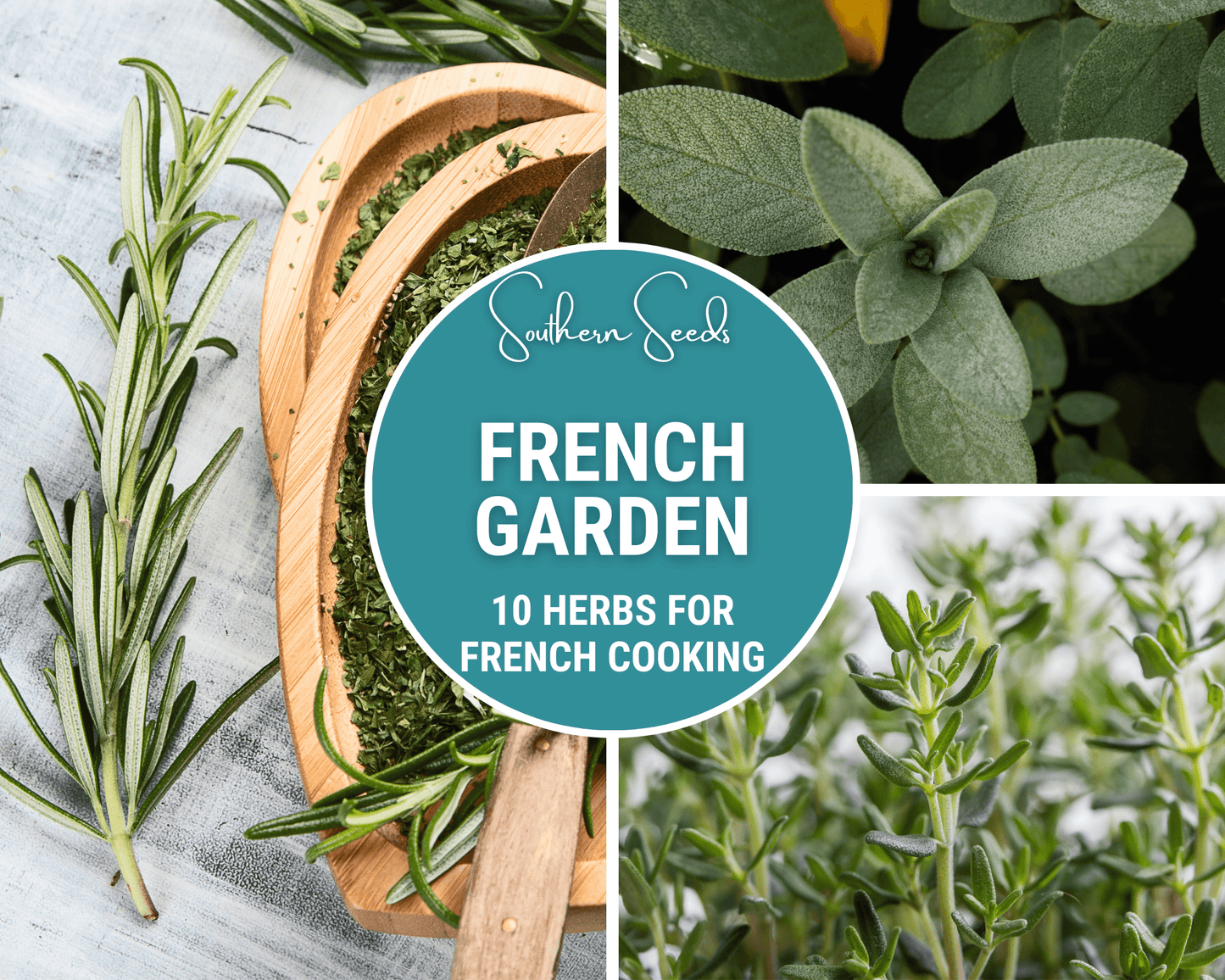 French Herb Seed Collection – 10 Varieties for Culinary Gardens, Gourmet Cooking, Herbes de Provence, Non-GMO, American-Grown