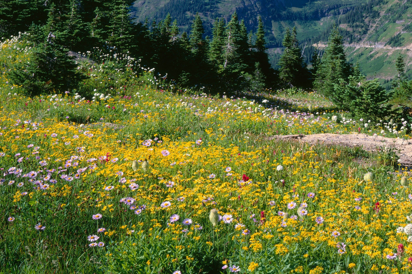 20 MEADOW ARNICA Chamissonis Silver American Native Yellow Flower Herb Seeds