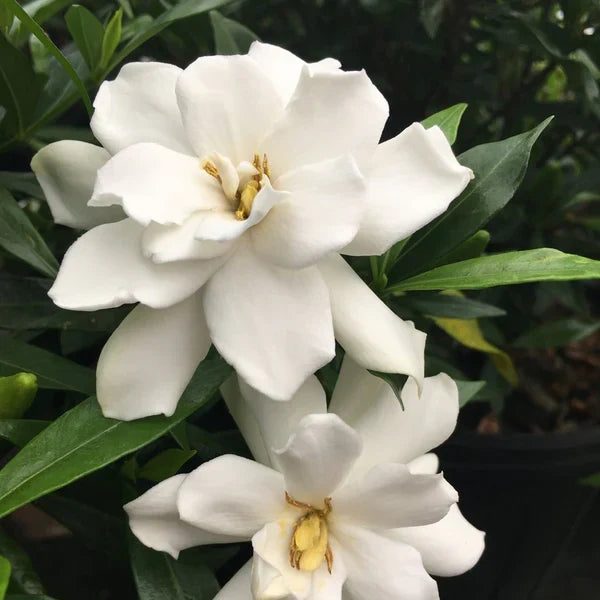 Frostproof Gardenia Live Plant in 1 Gallon Pot, Cold Hardy, Fragrant White Blooms, Evergreen Shrub, Gardenia jasminoides
