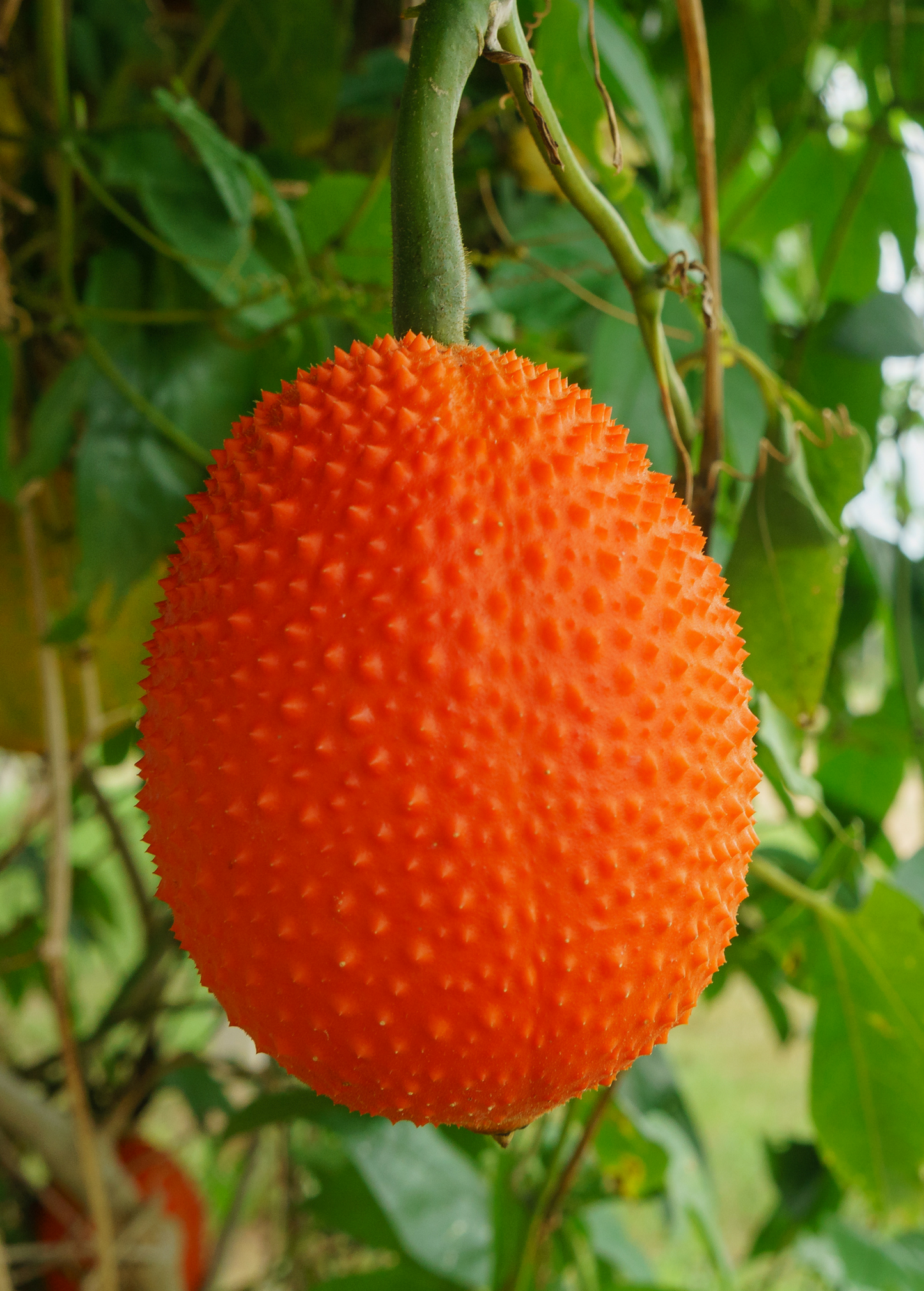 Gac Fruit Plant – Tropical Perennial Vine with Bright Orange Spiny Skin – Momordica cochinchinensis