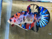 Galaxy Koi Betta