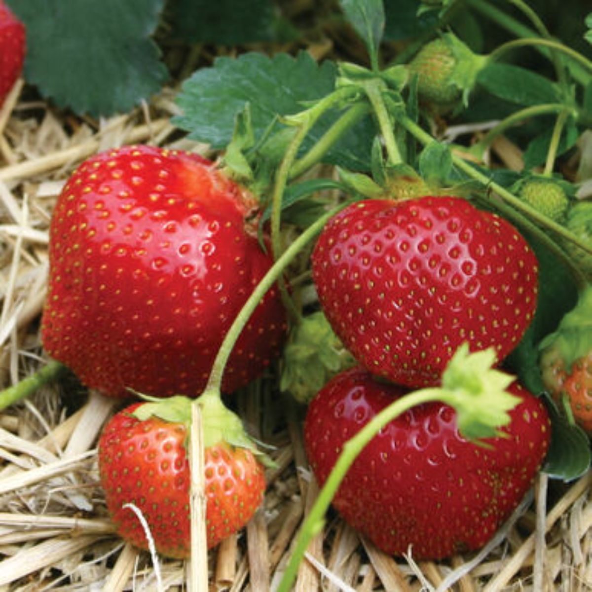 Galletta Strawberry Plants Bare Root – Early June-Bearing, Hardy, Juicy Berries, Disease-Resistant, Perfect for Gardens & Containers