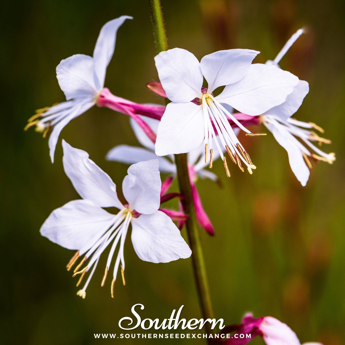 Gaura Seeds - Heirloom Perennial, Butterfly-Like Flowers, Drought Tolerant, Gaura lindheimeri, 50 Seeds