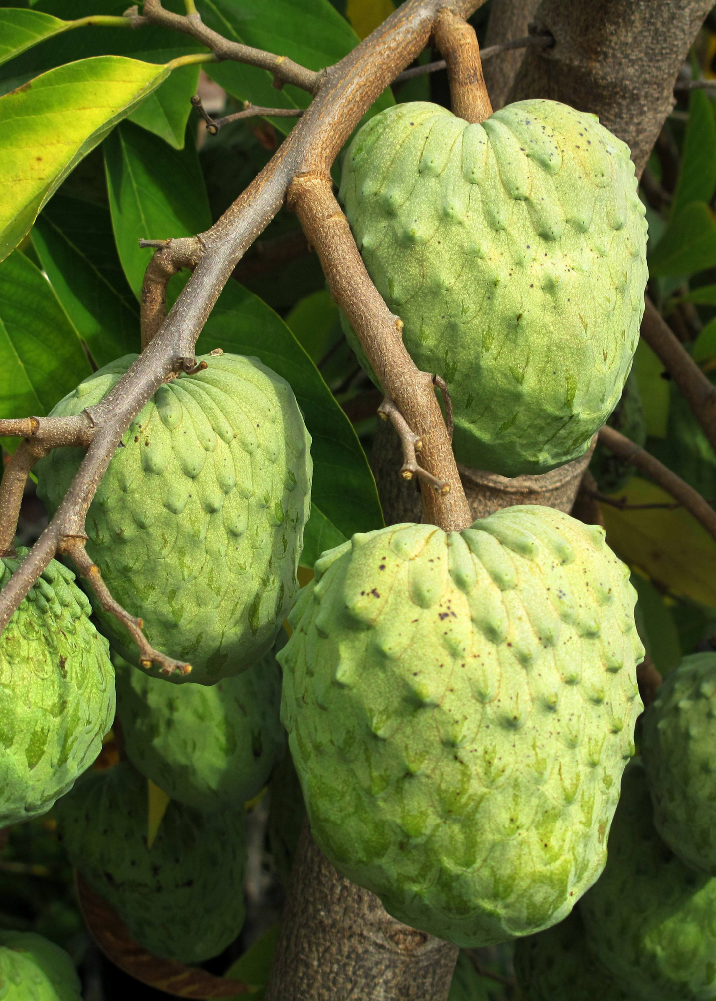 Atemoya 'Geffner' Cross Fruit Tree - Cherimoya & Sugar Apple Hybrid, Tropical Edible Plant, Annona Ã— atemoya