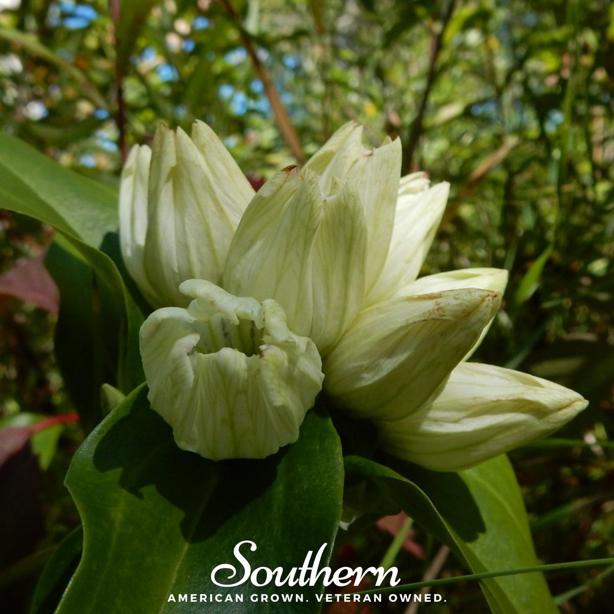 Cream Gentian Seeds | Perennial Flower | Gentiana Alba | Bee & Butterfly Friendly, Non-GMO, US Grown