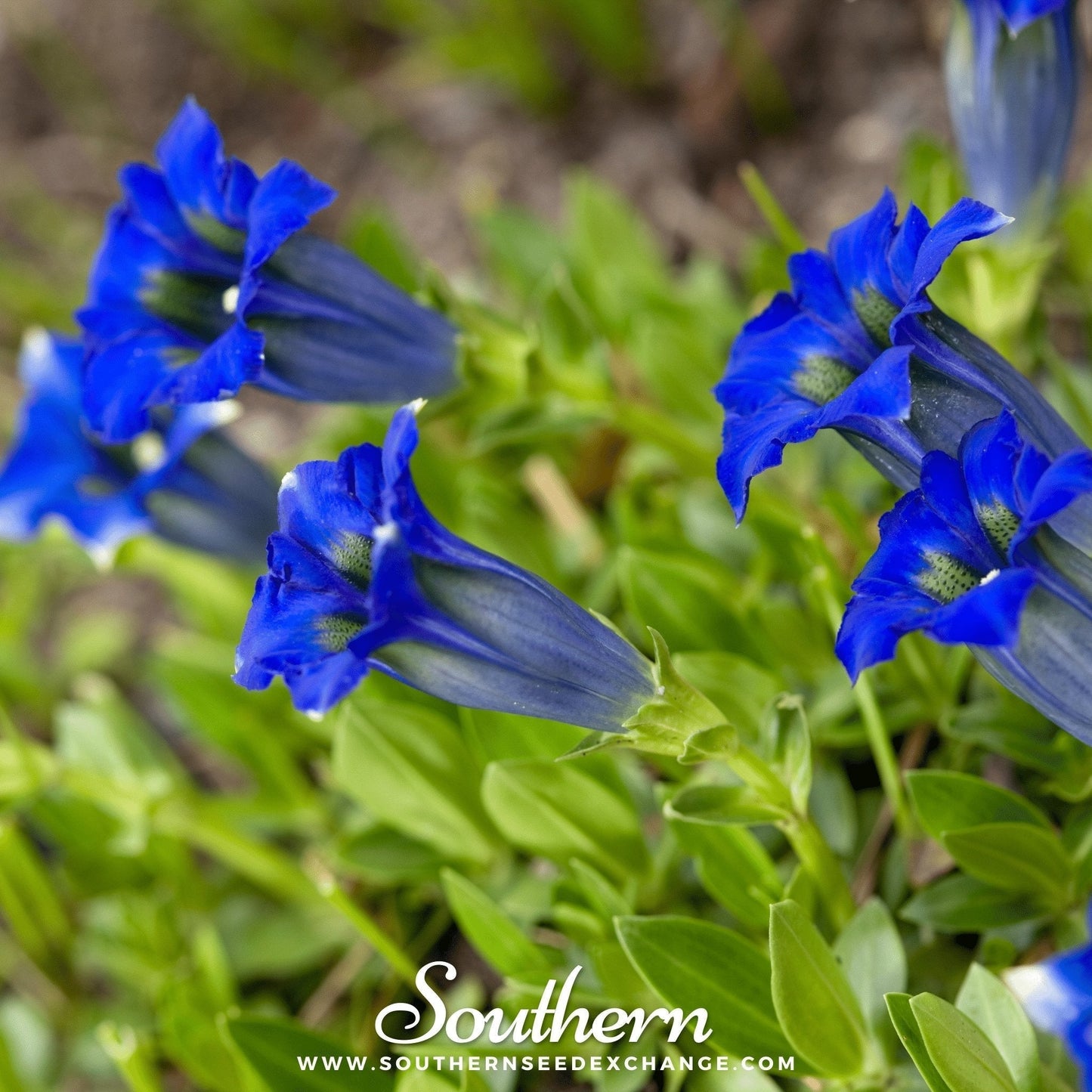 Stemless Gentian Seeds – 50 Heirloom Perennial Blue Flowers for Rock Gardens & Borders Gentiana acaulis