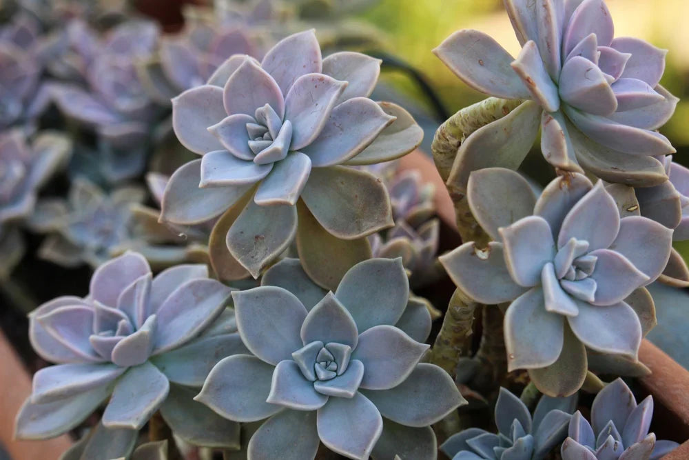 Unrooted Succulent Cuttings – Ghost Plant (Graptopetalum paraguayense) – Pale Grey-Blue Rosette for Propagation