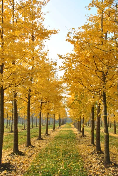 Ginkgo Biloba Live Tree 6–12 Inches Bareroot Deciduous Shade Tree for Zones 3–9