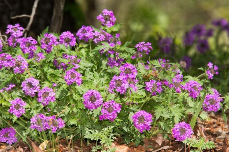 Glandularia bipinnatifida Seeds – Dakota Vervain Wildflower, 50 Non-GMO Perennial Seeds for Native Pollinator Gardens