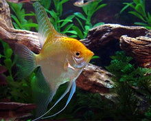 Gold Angelfish Pterophyllum Scalare Medium
