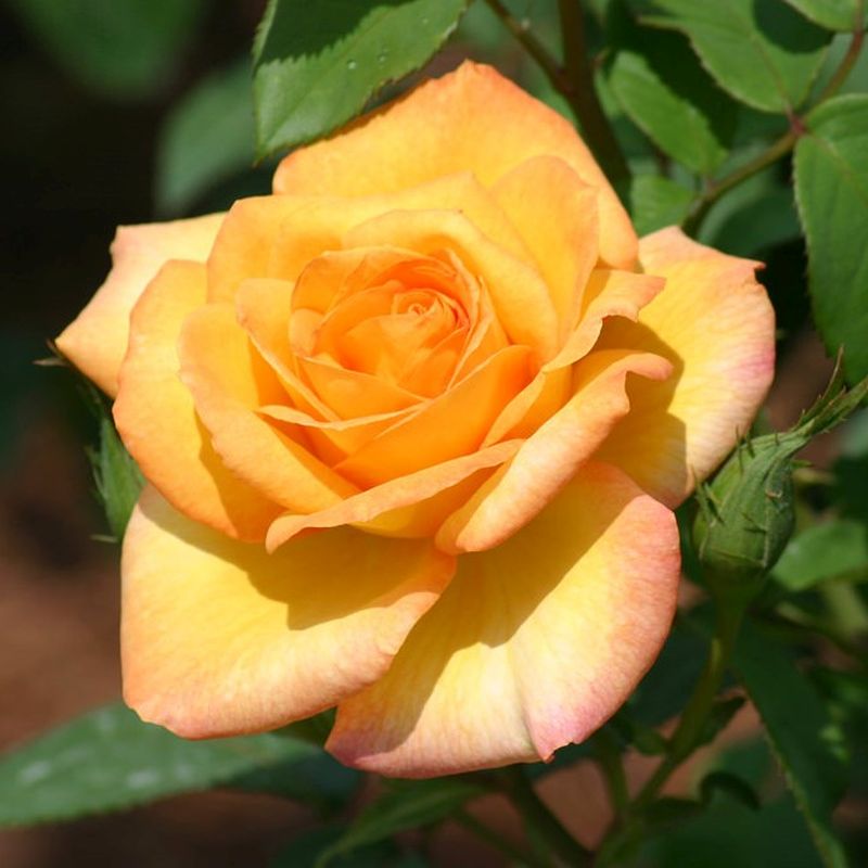 Gold Medal Hybrid Tea Rose Bush – Bare Root Live Starter Plant, Golden-Yellow Fragrant Bloom, Disease Resistant, Repeat Bloomer, Hardy in Zones 5-9