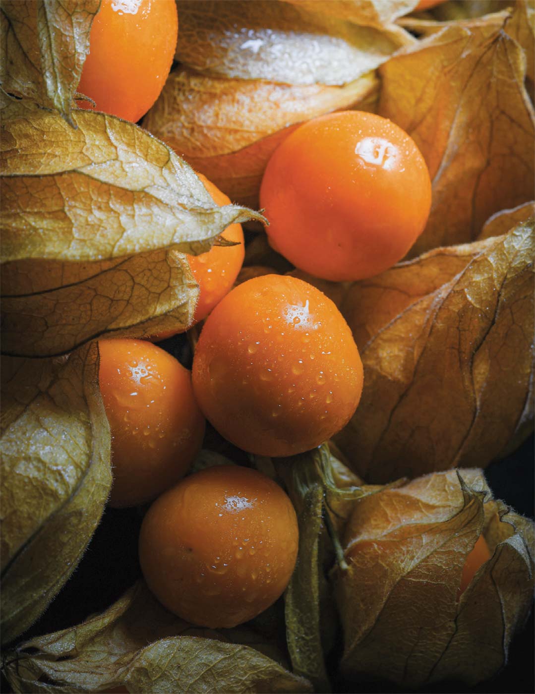 Fresh Golden Berry 'V Pineapple' Cuttings | Physalis Peruviana | Unrooted Fruit Plant for Home Gardens