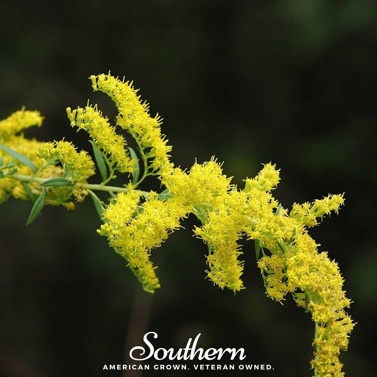 Ohio Goldenrod Seeds – Native Perennial Wildflower for Wet Areas – Solidago speciosa – 100 Non-GMO US Grown Seeds