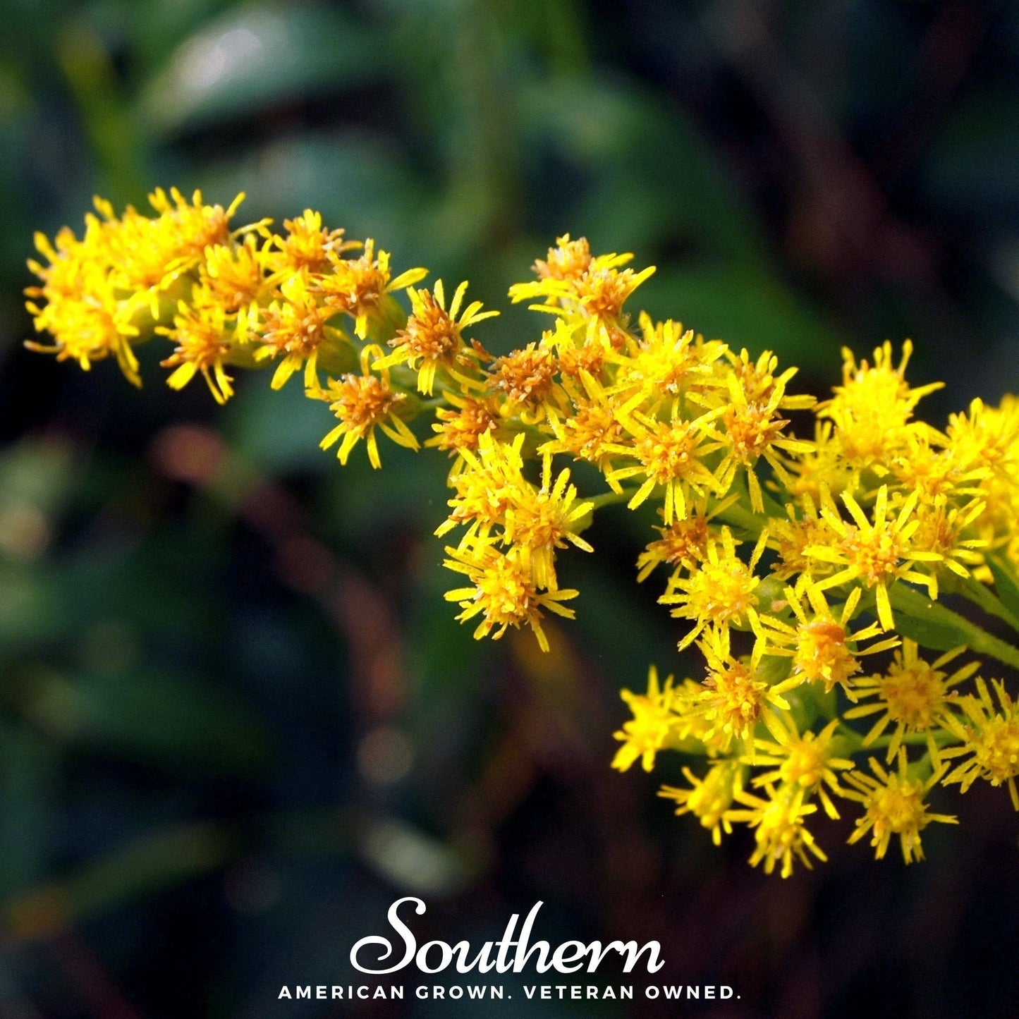 Stiff Goldenrod Seeds – Native Perennial Wildflower for Pollinators, Drought Tolerant, Solidago rigida, 100 Seeds