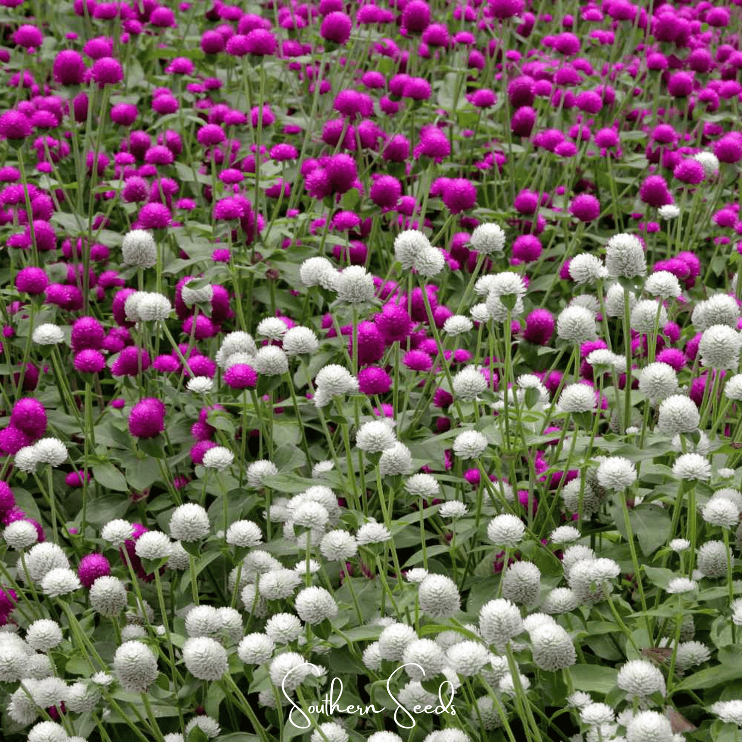 Globosa Mix Gomphrena Seeds – Heirloom, Long-Lasting Globe Amaranth for Cutting Gardens & Pollinators