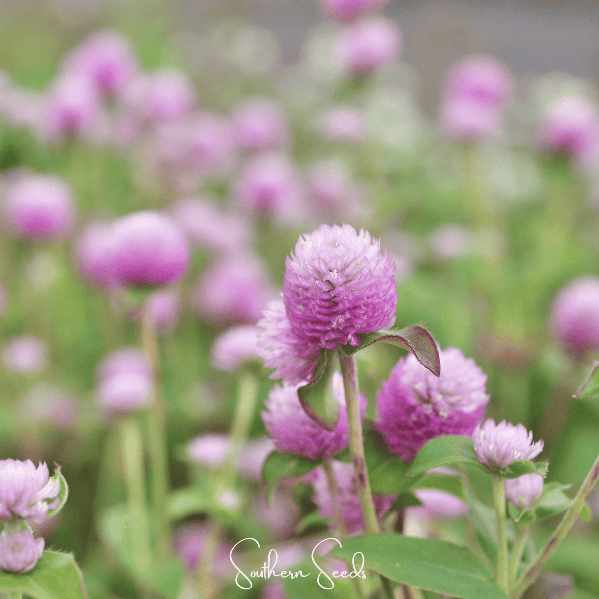 Rose Globosa Gomphrena Seeds – 50 Heirloom, Non-GMO, Globe Amaranth, Pink Flowers, Long-Lasting, Cut & Drying Flowers