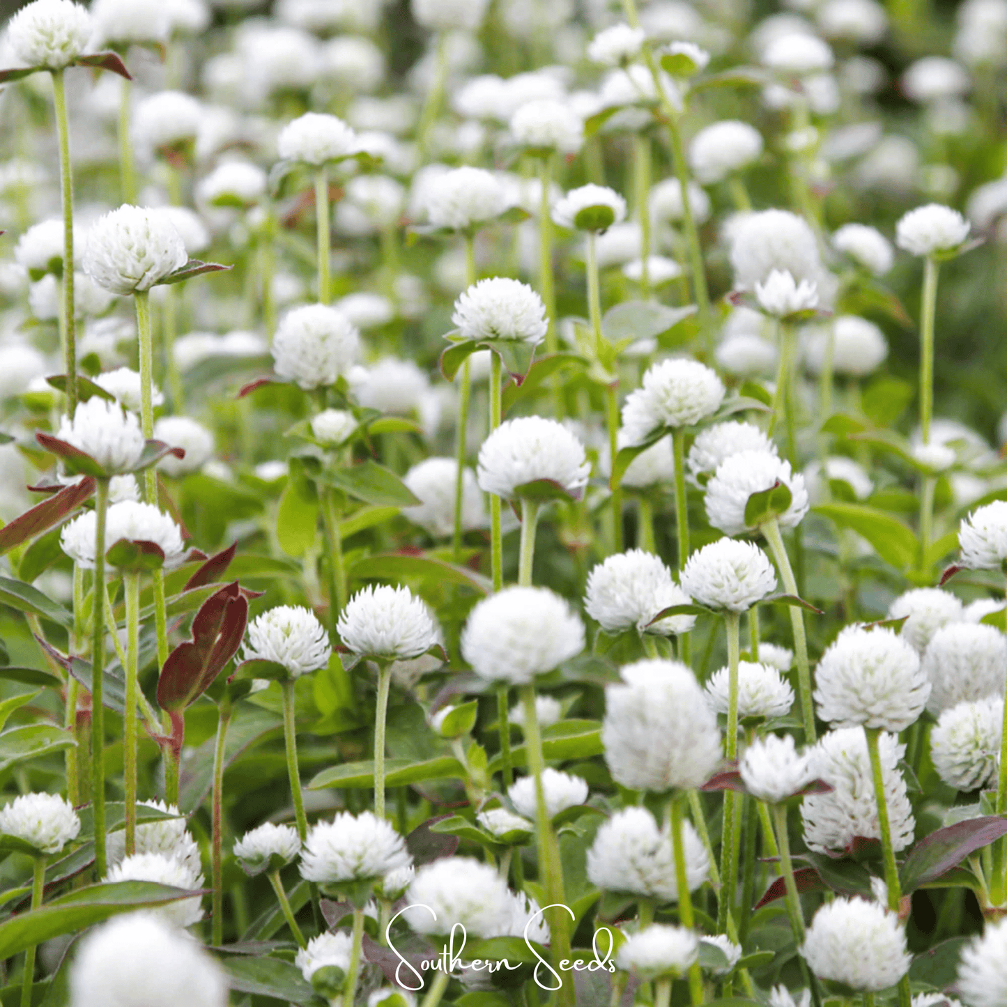 White Globosa Gomphrena Seeds – Globe Amaranth Heirloom, Long-Lasting White Flowers, Heat-Tolerant Annual for Borders & Containers
