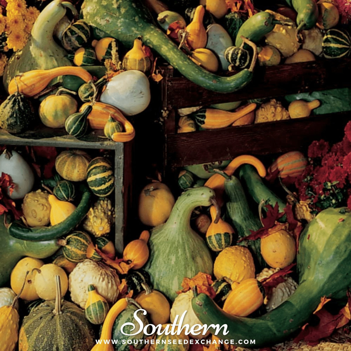 Large & Small Gourd Seed Mix – 20 Heirloom Cucurbita pepo Decorative Gourds for Fall & Halloween Decorations