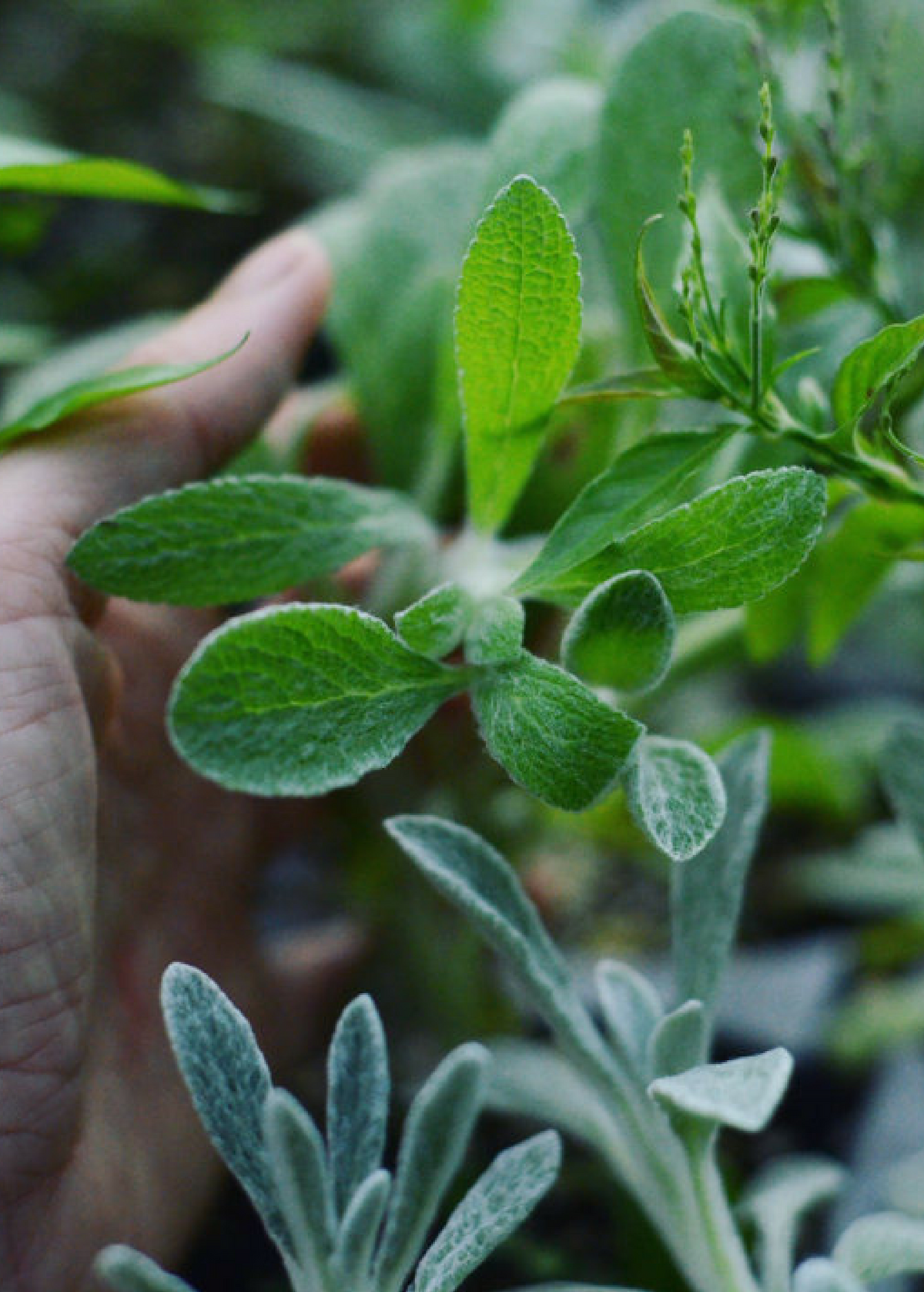 Greek Mountain Tea, Dried Herb, Sideritis scardica, Mediterranean Herbal Tea, Fuzzy Foliage, Fragrant Orange Flowers
