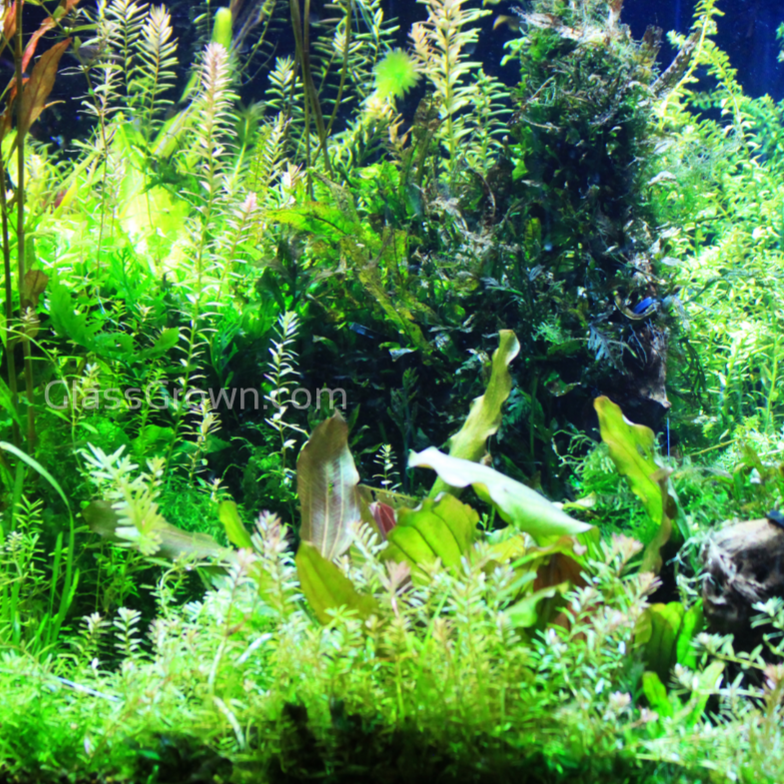 Done For You Plant Package, 12 Full Size (No Co2 Required)
