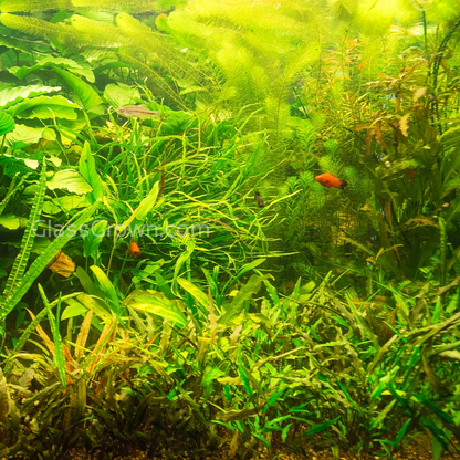 Done For You Plant Package, 12 Full Size (No Co2 Required)