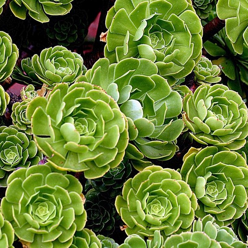 Fresh Green Aeonium arboreum Cutting – Unrooted Succulent Stem for Propagation, Indoor & Outdoor Plant