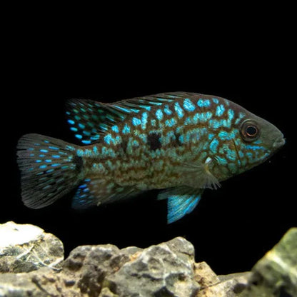 Carpintis Cichlid (Herichthys carpintis)