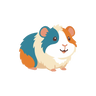 Guinea Pig