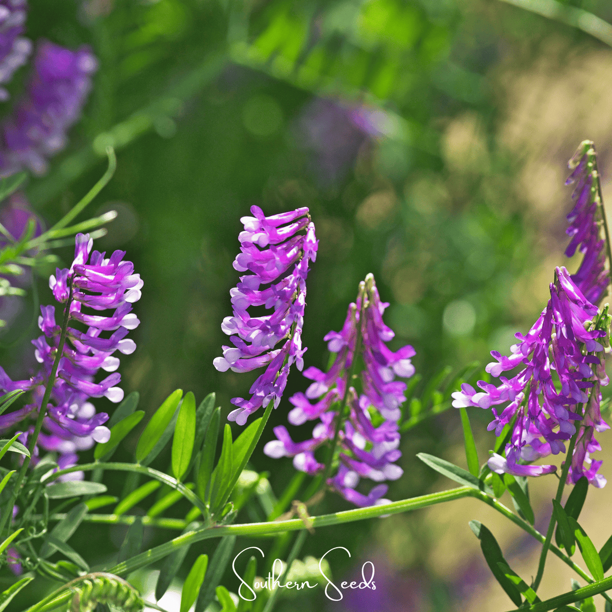 Hairy Vetch Seeds – Cover Crop, Nitrogen Fixing, Purple Flowers, Vicia villosa, Organic, Heirloom, Annual Soil Enrichment
