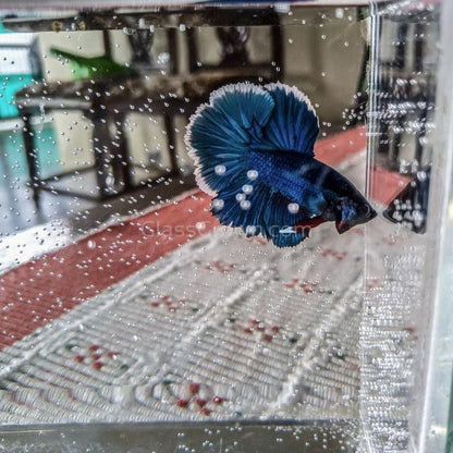 Male Halfmoon Betta