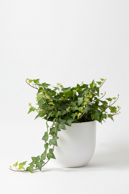 2 English Ivy Variety Pack - 4" Pot