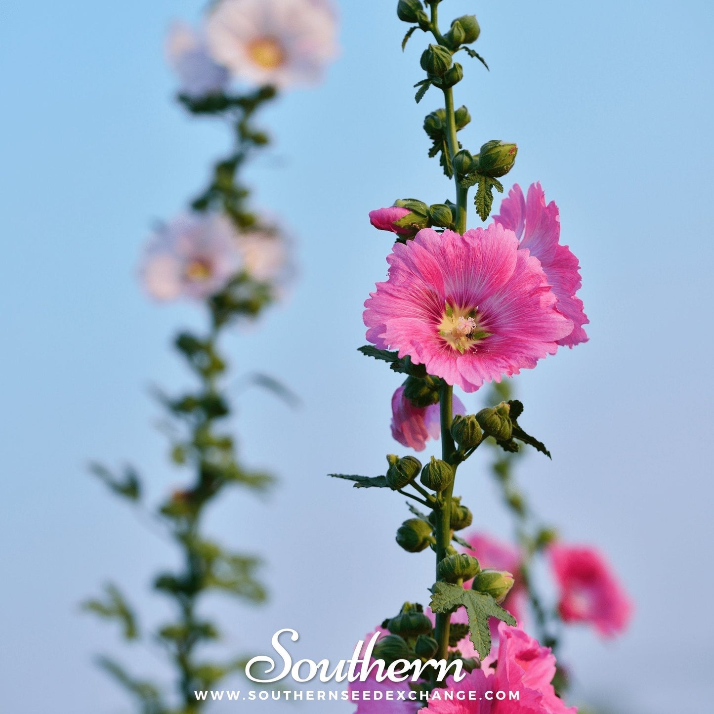 Pink Hollyhock Seeds – Heirloom Alcea rosea for Cottage Garden, Tall Spires, Pink Flowers, Pollinator-Friendly, 25 Seeds